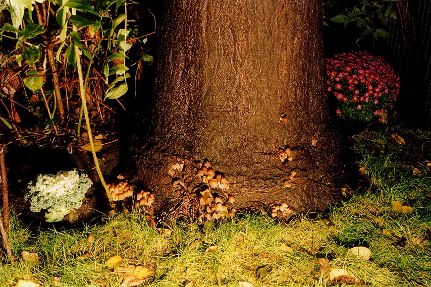 nach England, nach China, nach Japan